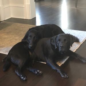 Meet your Posher, Bradley